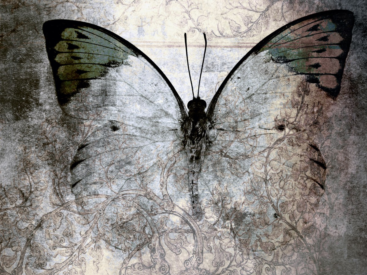 A Singed Wing